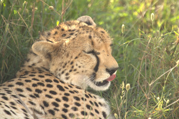 Cheetah lying on Grass Licking Nose