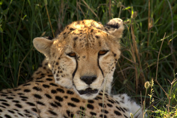 Cheetah lying on Grass Front Pose