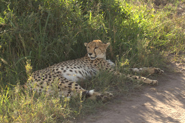 Cheetah lying on Grass Near View
