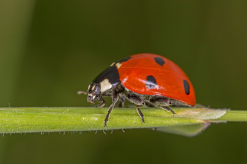 Coccinella septempunctata, the seven-spot ladybird is the most common ladybird in Europe.