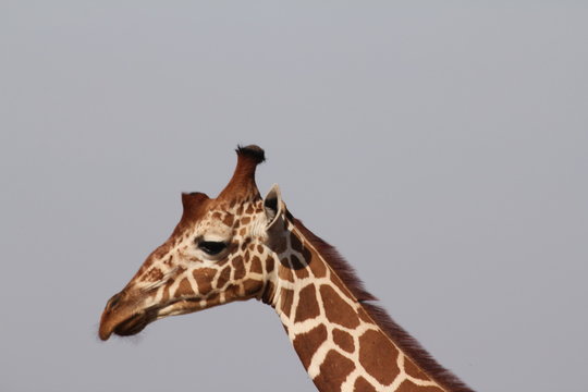 Cute Giraffe Face Pic Side Pose