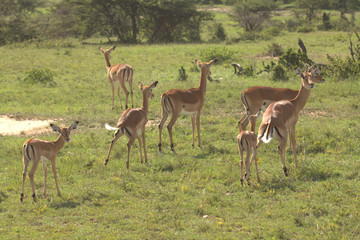Deer Herd Walking on Grassland