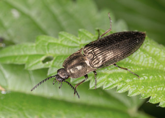 Male Click beetle, Ctenicera pectinicornis. Click beetle, Ctenicera pectinicornis on a leaf in macro. sits on a grass.