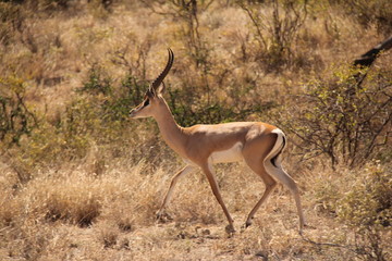 Deer with Antlers Walking on Dry Grass