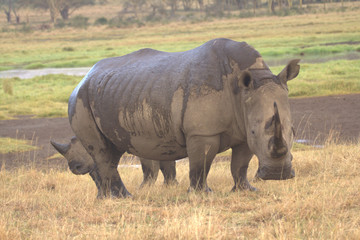 Fototapeta premium Double Horned Rhinoceros giving Birth