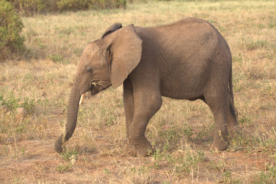 Elephant Calf Eating Small Plants