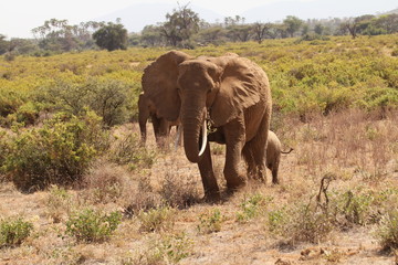 Fototapeta na wymiar Elephant Family Walking on Dry Grass