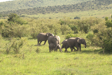 Obraz premium Elephant Herd on Green Grassland