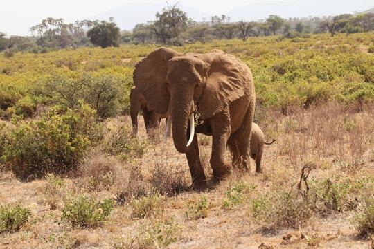 Elephant Family Walking on Dry Grass