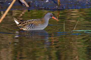 Wasserralle am Morgen im Herbst bei der Jagd	