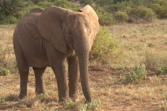 Elephant Posing on Dry Grass