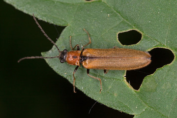 Denticollis linearis is a species of click beetle belonging to the family Elateridae. 