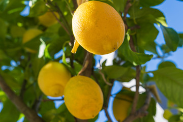Zitronenbaum mit gelben zitronen - lemon