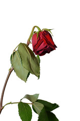 Withered rose on the white background