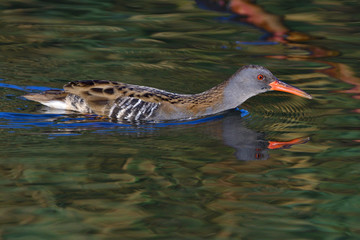 Wasserralle am Morgen im Herbst bei der Jagd	