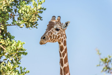 Giraffe head on a long neck near a tree against the sky