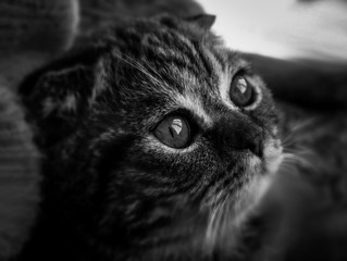 Mansion and Cats © Sinem