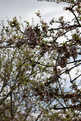 tree in blossom