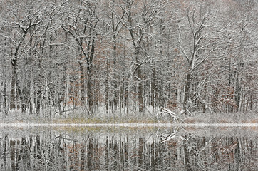 Winter landscape of snow flocked trees on the shoreline of Deep Lake and with mirrored reflections in calm water, Yankee Springs State Park, Barry County, Michigan, USA