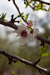 blooming apple tree in spring