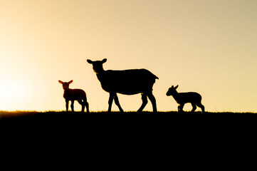 Fototapeta na wymiar Dike sheep mother with her offspring silhouette at sunset