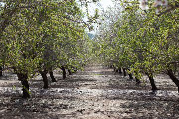 Fototapeta premium alley in the park