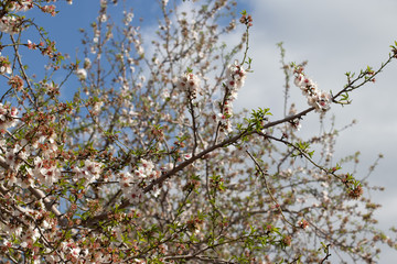 flowers in spring 