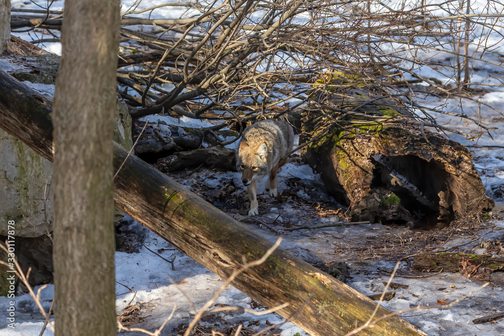 Poster The coyote (Canis latrans) is native animal to North America