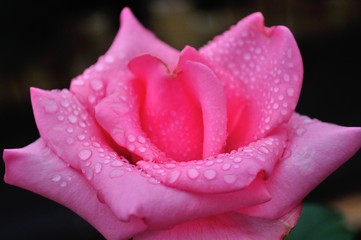 Sweet​ pink rose with water drops​ at​ Royal Agricultural Station Angkhang, Pak Pai village A.Fang, Chiangmai Province, Thailand