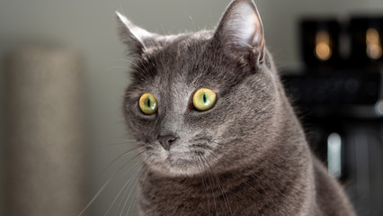 portrait of a gray kitten 