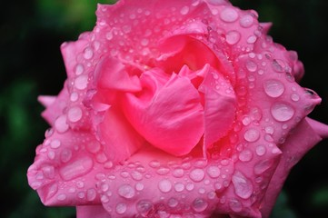 pink rose with water drops​ at​ Royal Agricultural Station Angkhang, Pak Pai village A.Fang, Chiangmai Province, Thailand
