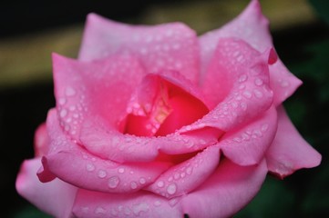 pink rose with drops of water​ at​ Royal Agricultural Station Angkhang, Pak Pai village A.Fang, Chiangmai Province, Thailand