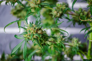 Hemp varieties - Haze