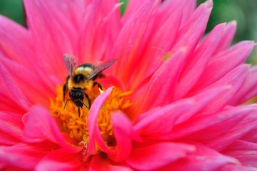 A​ Big​ bee ingests liquid honey​ from flower​ poleen