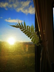 sunset view from the bus window with fern leave in the foreground