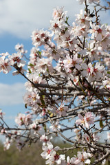 cherry blossom in spring