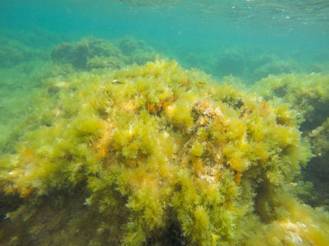 Underwater image Las Rotas San Antonio cape nature reserve Denia Alicante Spain