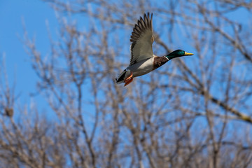 Duck. Mallard duck in flight