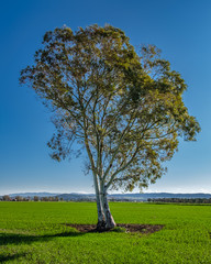 Foto di un albero di eucalipto isolato