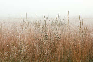 Landscape of frosted, autumn tall grass prairie in fog, Fort Custer State Park, Michigan, USA - Powered by Adobe