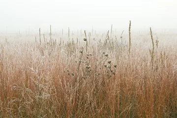 Foto op Plexiglas Landscape of frosted, autumn tall grass prairie in fog, Fort Custer State Park, Michigan, USA © Dean Pennala