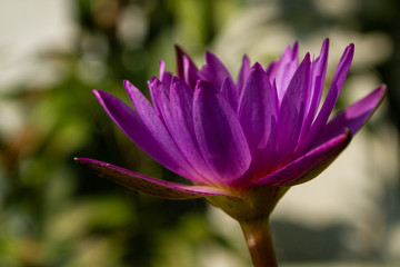 Purple Beautiful Lotus Flower Blooming Side View Colse Up