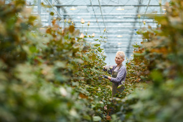 Mature gardener standing among roses and caring about them in greenhouse