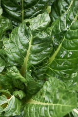 Swiss chard