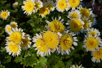 Chrysanthemum