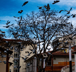 birds and tree © Sinem
