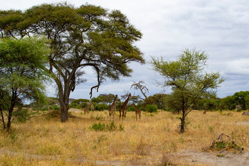 Group of giraffes under an acacia tree in the savanna of Tarangire National Park, in Tanzania