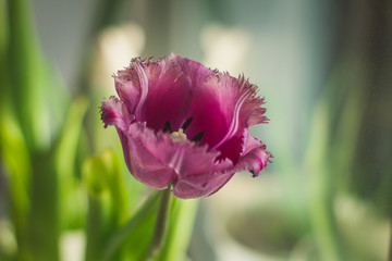 Naklejka premium purple Tulip with fluffy leaves
