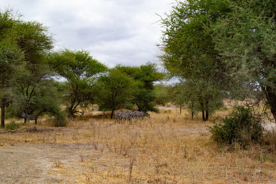 Group of zebras on the yellow savanna of Tarangire National Park, in Tanzania