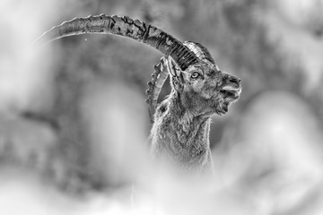 The mighty Ibex in the frame of snow (Capra ibex)